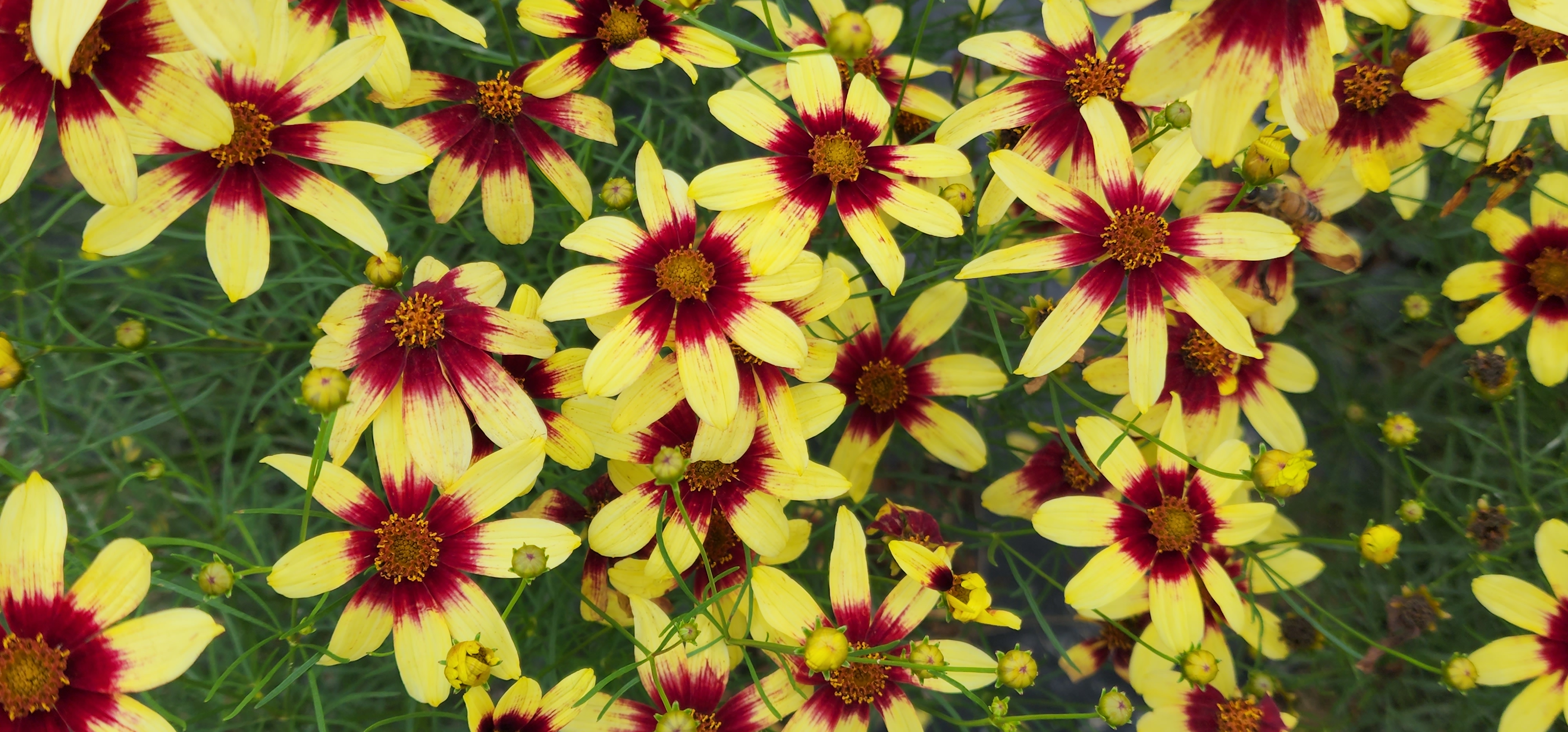 Coreopsis verticillata ‘Bright Sunlight’